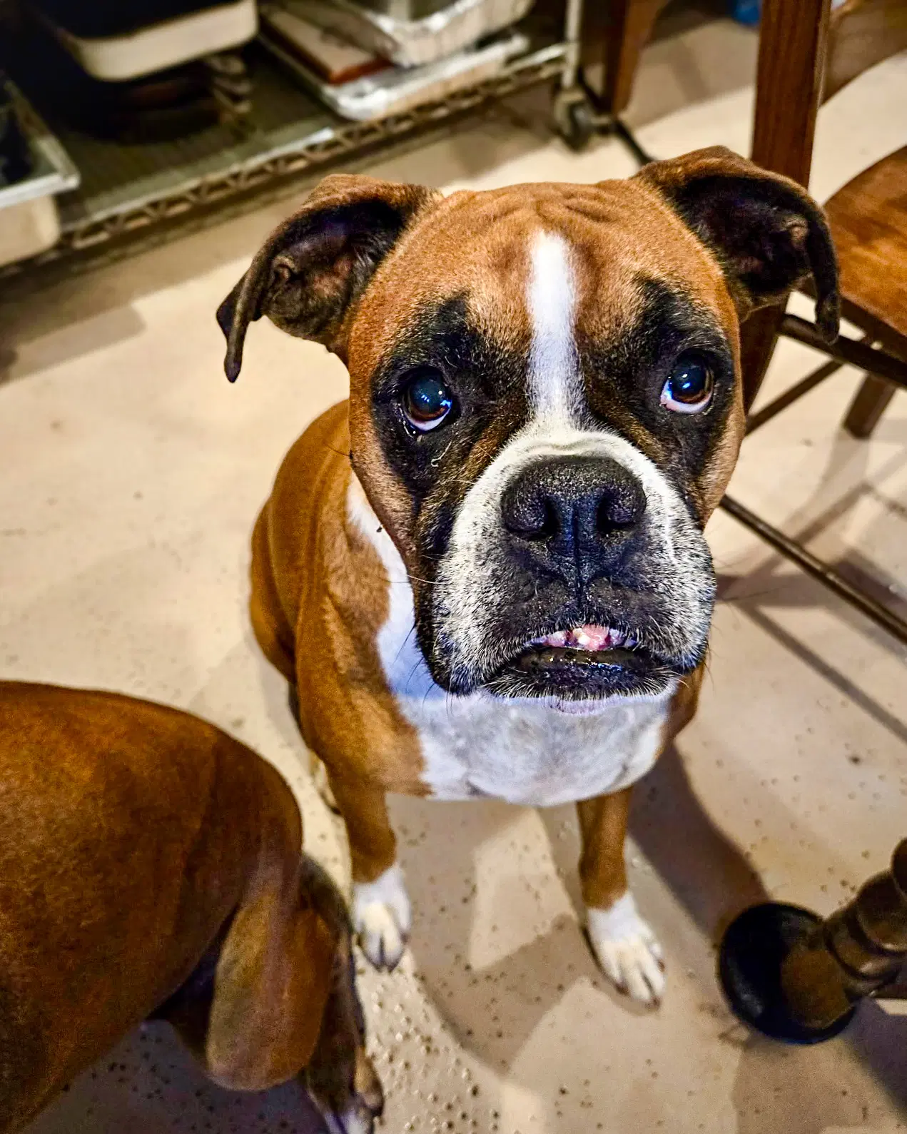 Sophie - Boxer