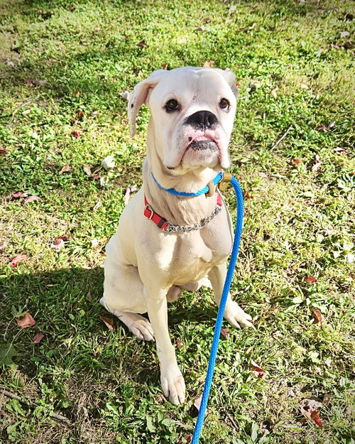 Gus, a dog for adoption from Chelsea's Hope Boxer Rescue
