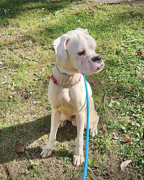 Photo 2 of Gus