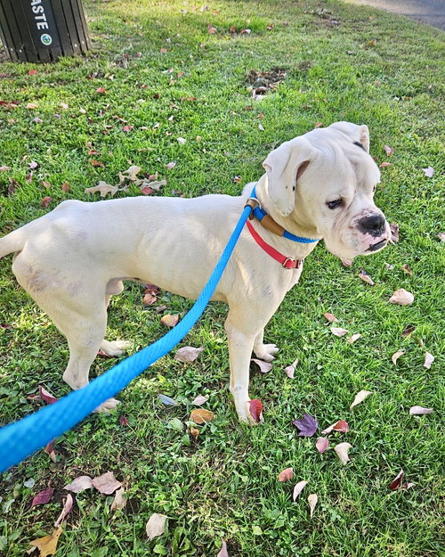 Photo 3 of Gus