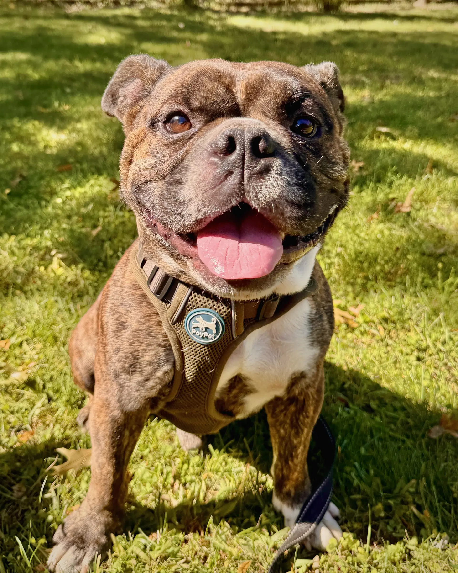 Miller - Bulldog