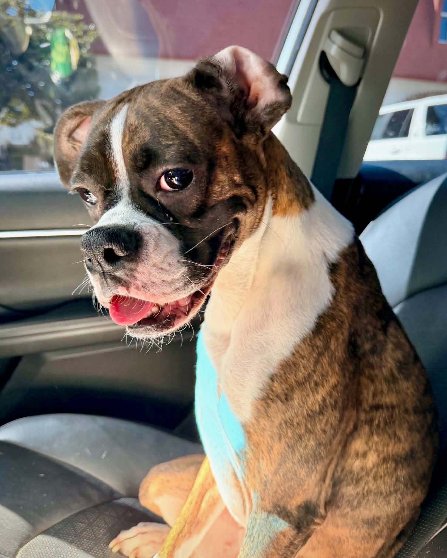 Bailee
