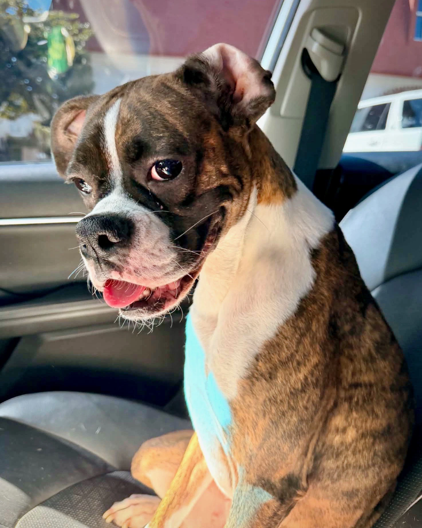 Bailee