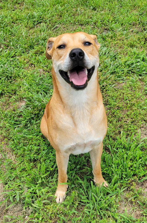 animal-image