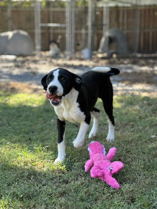 LUKE - Labrador Retriever available for adoption