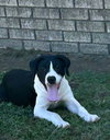 Duke - Photo 1