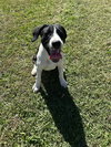 Duke - Photo 2
