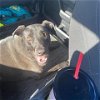 adoptable Dog in paola, KS named Daisy