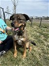 adoptable Dog in paola, KS named Jax