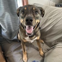 adoptable Dog in Paola, KS named Jax