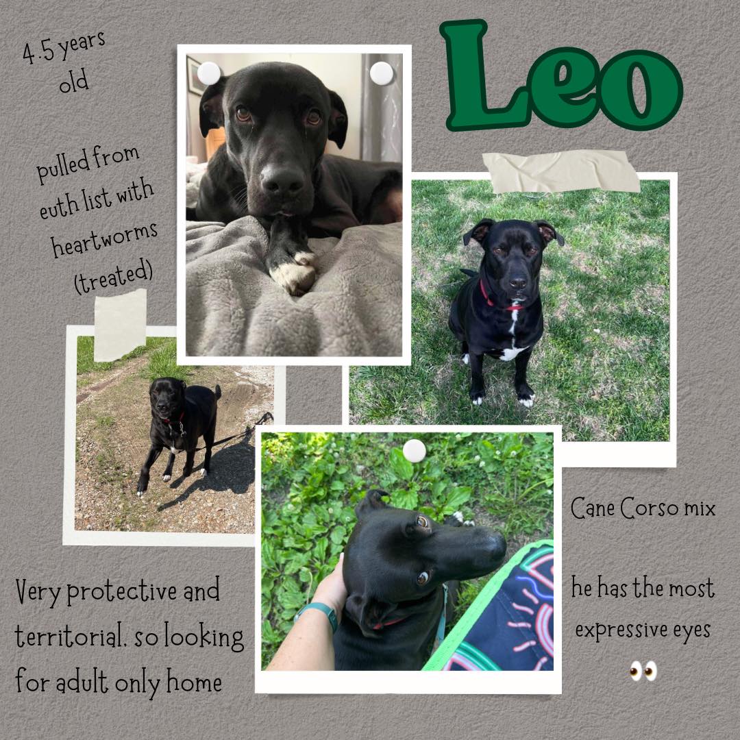 adoptable Dog in Paola, KS named Leo