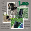 adoptable Dog in , KS named Leo