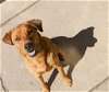 adoptable Dog in paola, KS named Athena