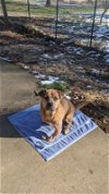 adoptable Dog in paola, KS named Etta James
