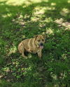 adoptable Dog in , KS named Etta James