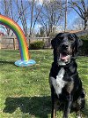adoptable Dog in paola, KS named Hank
