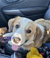 adoptable Dog in paola, KS named Butterscotch