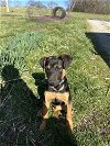 adoptable Dog in paola, KS named Flint