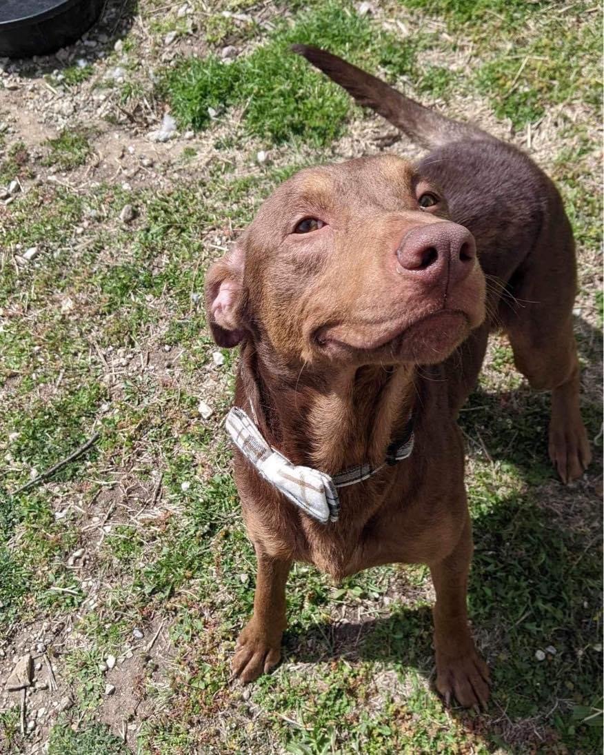 adoptable Dog in Paola, KS named Rusty