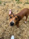 adoptable Dog in paola, KS named Cisco