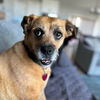 adoptable Dog in , KS named Lilly