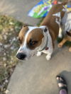 adoptable Dog in paola, KS named Laverne