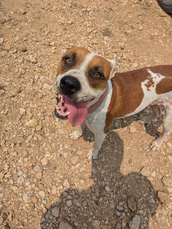 adoptable Dog in Paola, KS named Laverne