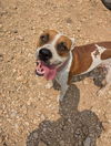 adoptable Dog in , KS named Laverne