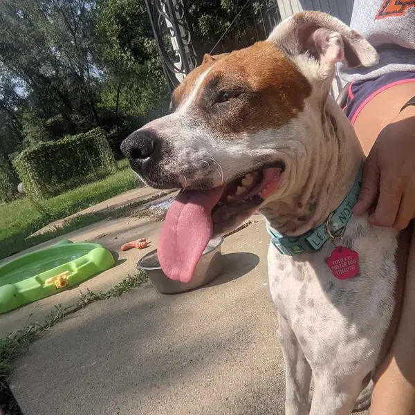 Laverne - American Staffordshire Terrier