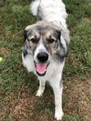 adoptable Dog in , KS named Bob