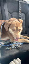 adoptable Dog in , KS named Zena