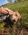 Zena - Photo 6