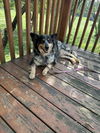 adoptable Dog in , KS named Grace