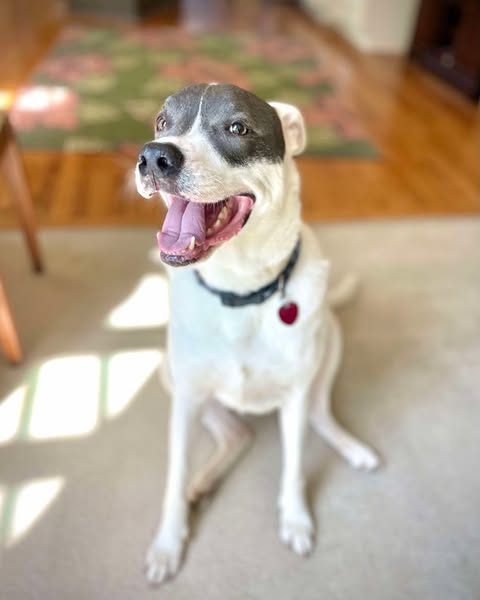 adoptable Dog in Paola, KS named Roux