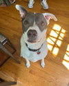 Roux - Photo 1