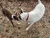 Roux - Photo 7