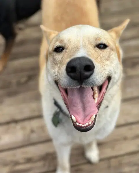 Gator - Husky