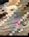 adoptable Dog in paola, KS named Gator