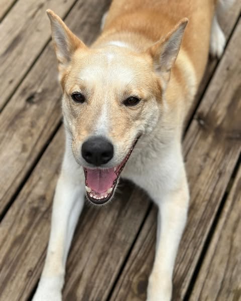GATOR - Husky available for adoption