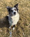 adoptable Dog in paola, KS named Sage