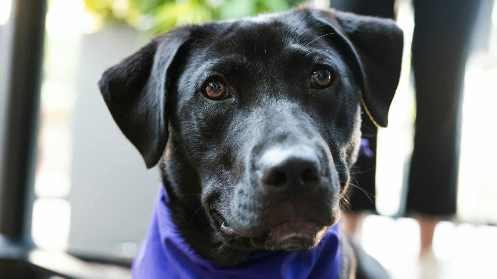 adoptable Dog in Paola, KS named Violet
