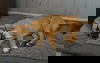 adoptable Dog in  named Laverne 2