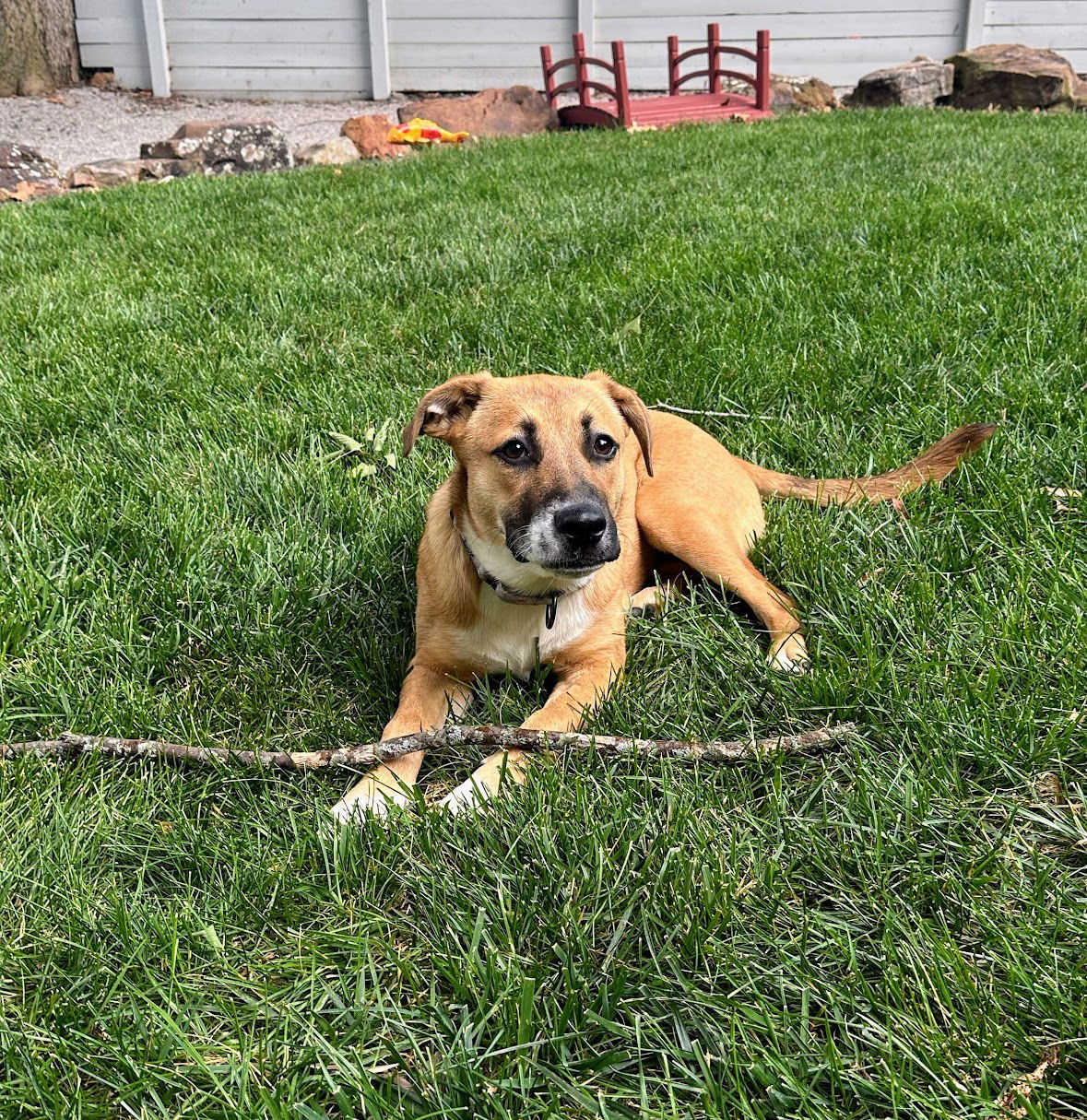 adoptable Dog in Paola, KS named Laverne 2