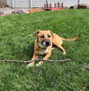 adoptable Dog in , KS named Laverne 2