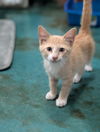 adoptable Cat in paola, KS named Oscar