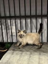 adoptable Cat in  named Elsie