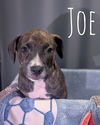 adoptable Dog in paola, KS named Joe