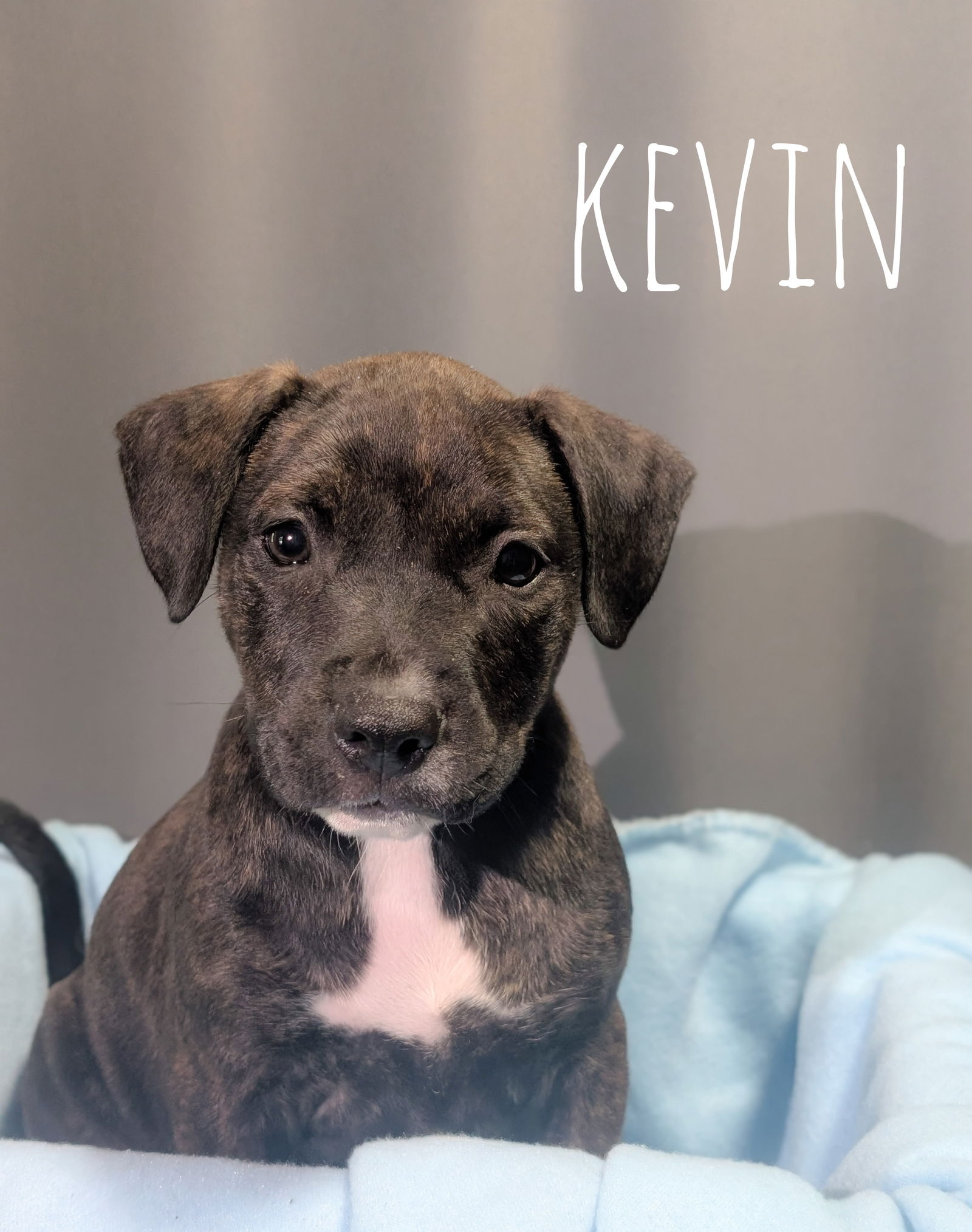 adoptable Dog in Paola, KS named Kevin