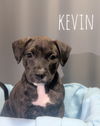 adoptable Dog in paola, KS named Kevin