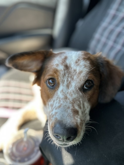 picture of the dog needing adoption